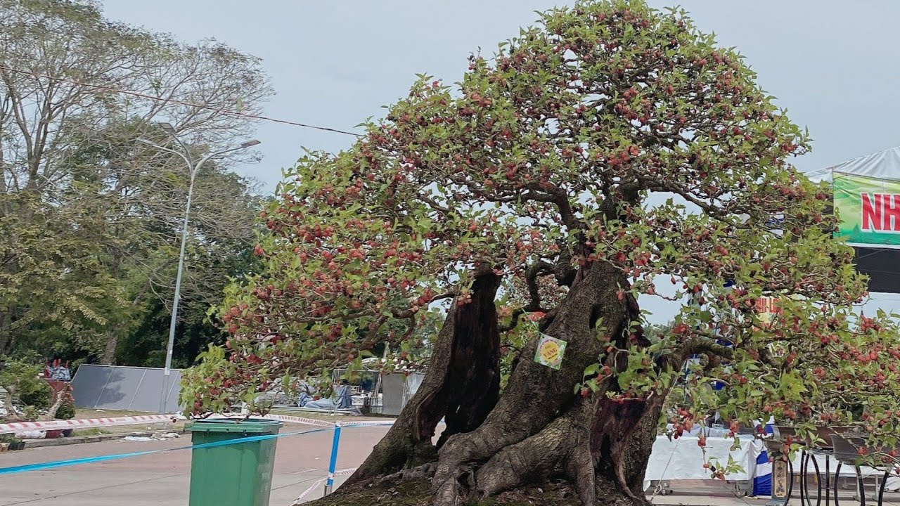 Pan City 211 | Sướng con mắt đã cái lỗ tai khi nghe nhà vườn báo giá cây dự triễn lãm bonsai