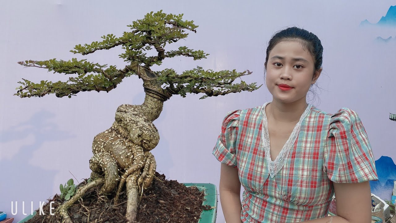 Pan City 216 | Sáng nay tăng cường 18 lô bonsai để anh em lựa chọn thưởng thức và giao lưu