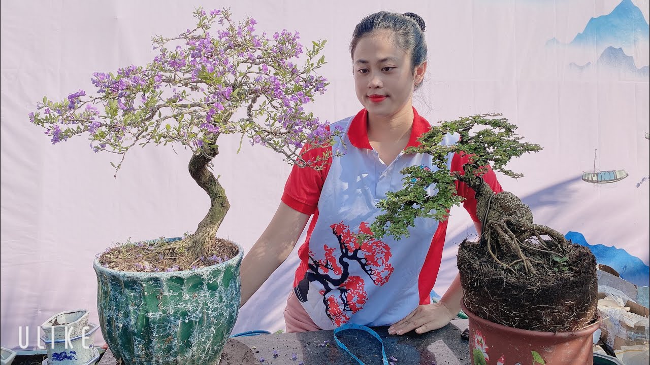 Pan City 217 | Giao lưu bonsai mini , bonsai hoa trái giá sinh viên ship cod toàn quốc