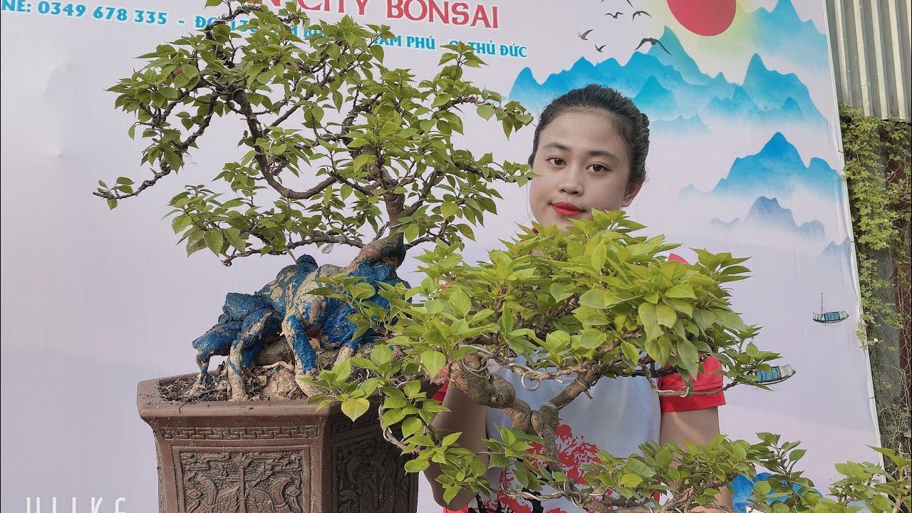 Pan City 219 | Giao Lưu Bonsai độc lạ Cần Thăng, Linh Sam 86, Sam Núi trái thác đổ cùng một số khác