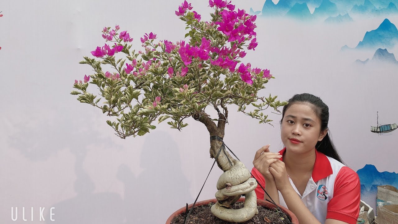 Pan City 224 | Giao lưu bonsai mini ngày 23 có nhiều combo hoa trái dễ thương