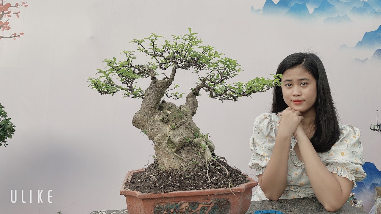 Pan City 236 | Giao lưu bonsai mini và bonsai trung ngày 2 tháng 12 ship cod toàn quốc