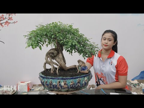 Pan City 244 | Giao lưu bonsai ngày 8 - 12 có ngọc châu trái đẹp, linh sam quái