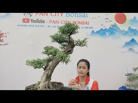 Pan City 246 | Thanh lý giảm giá 8 lô bonsai thôi nha anh em, mai vàng giữ giá, trang vàng