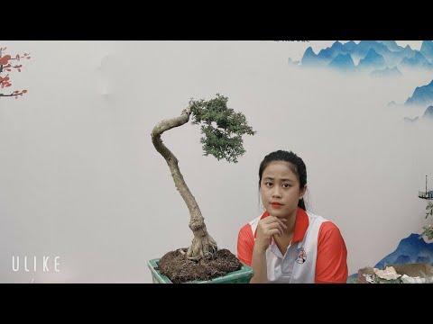 Pan City 247 | Sáng nay có mai Đại lộc, tùng vạn niên, ổi tím, mai vàng bonsai