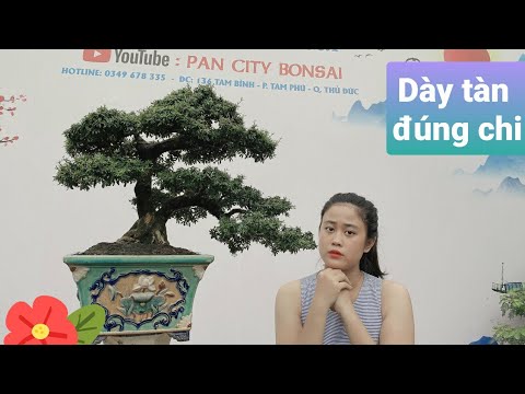 Pan City 255 | Bonsai mới nhập về hàng mới lạ - hấp dẫn, khế toàn đang bông - ls cây cuối quá đã