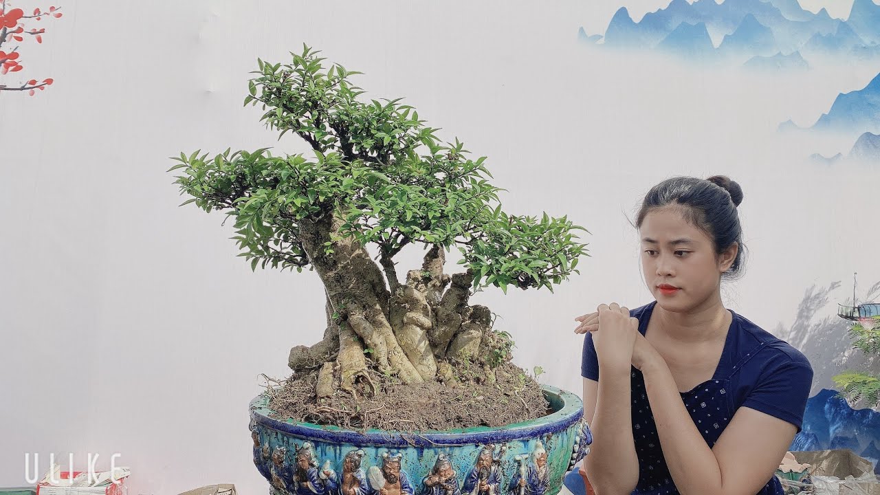 Pan City 258 | Liễu hồng, Linh sam hồng, Hồng ngọc sắc hoa  tươi thắm mời ae đam mê bonsai giao lưu