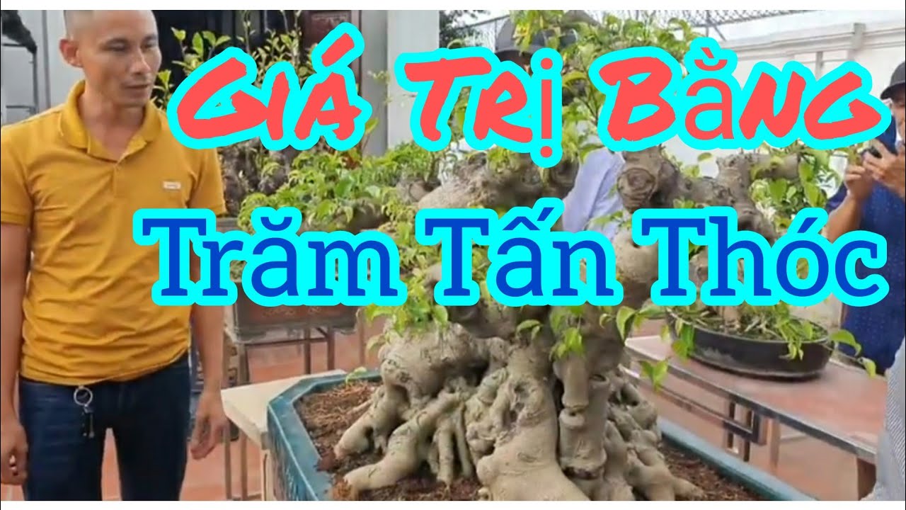 Phôi Sanh giá trị bằng cả trăm tấn thóc nhà anh Cường Chọc - Ninh Bình.