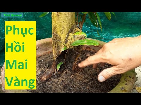 Phục Hồi Mai Vàng Bị Suy Bằng Cách Tỉa Nhánh | Tính Bonsai