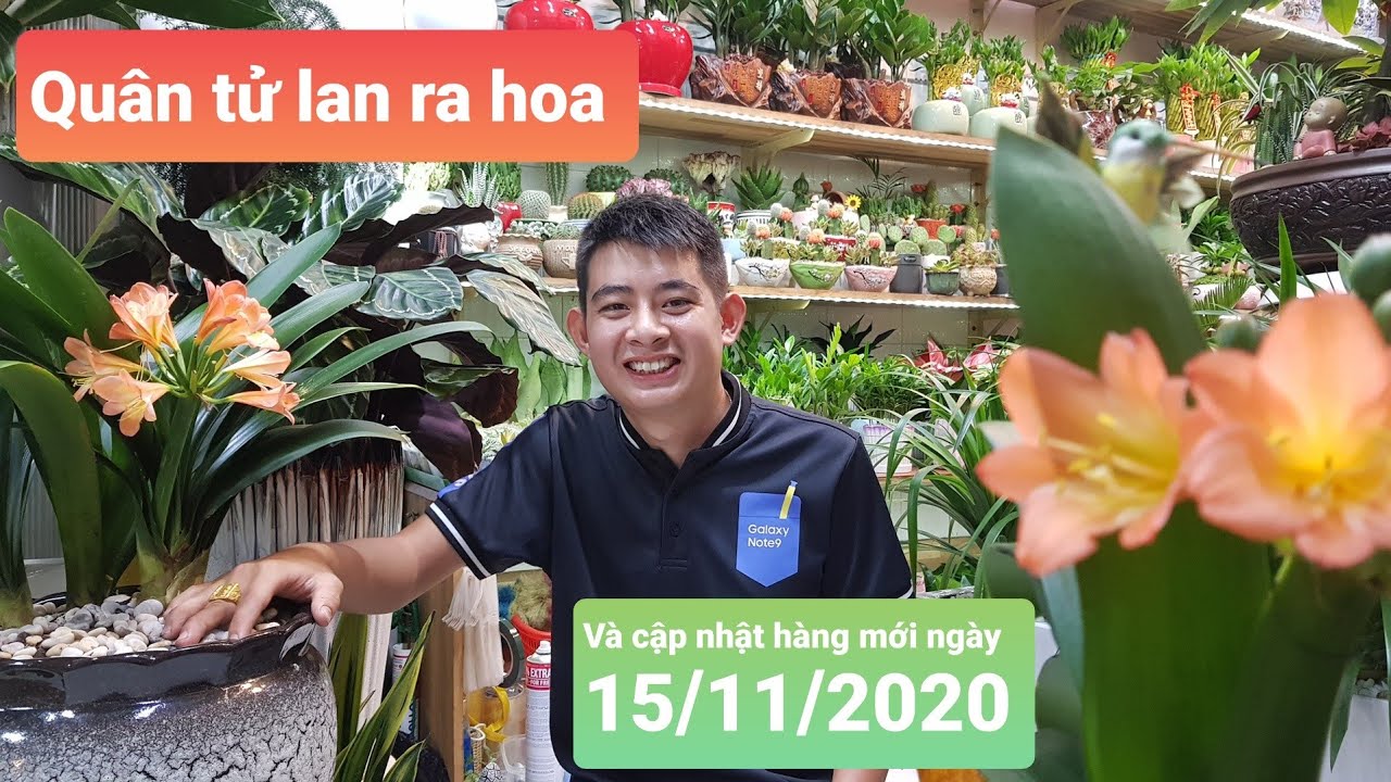 QUÂN TỬ LAN RA HOA VÀ CẬP NHẬT HÀNG MỚI NGÀY 15/11/2020