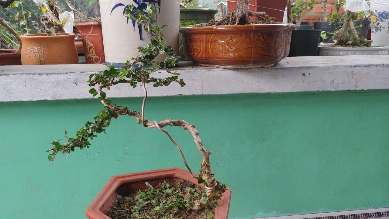 SAM TRÁI NHỎ CHO ANH EM VỀ NUÔI - BONSAI VN