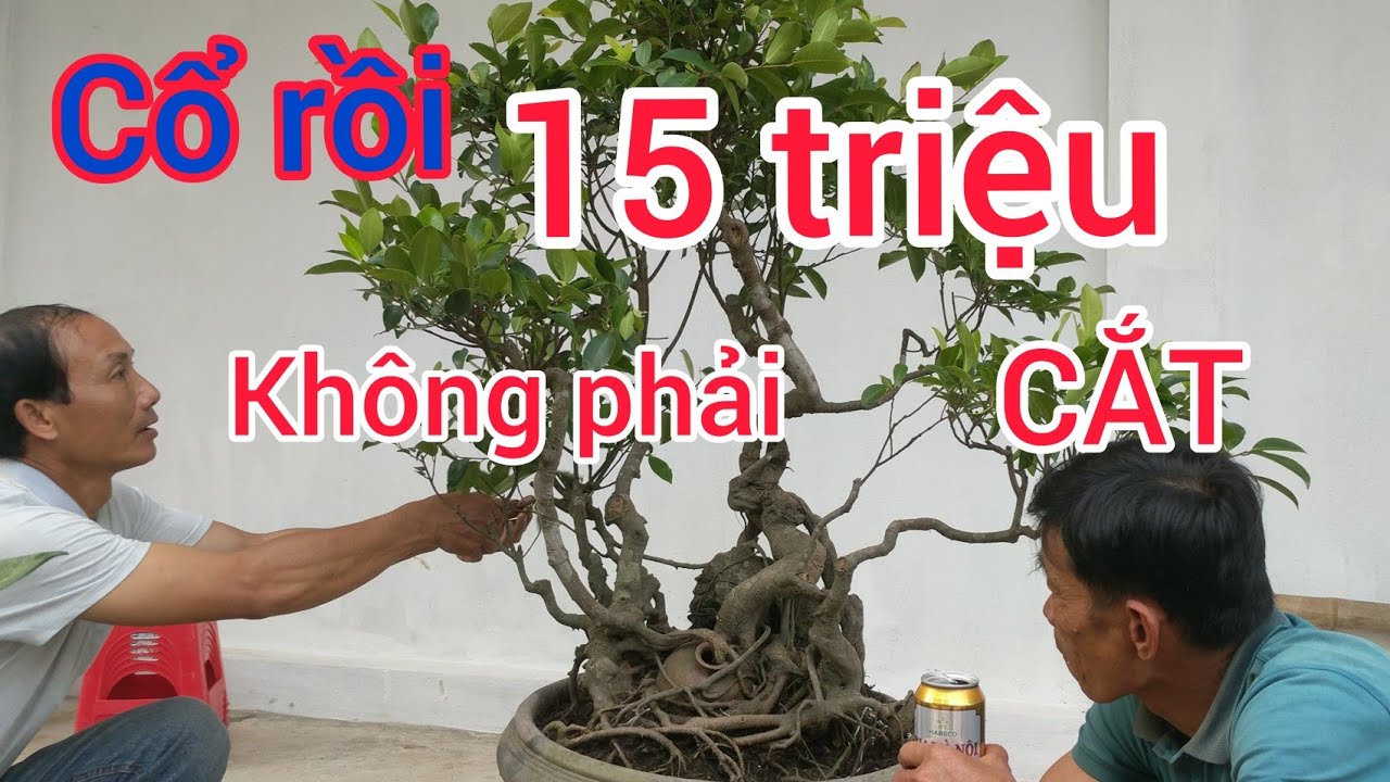 SI CỔ BÁO 20 CỦ CẢNH MẪU ĐƠN CHƠI NGÔNG TRẢ 15 TRIỆU ANH EM THAM KHẢO NHÉ