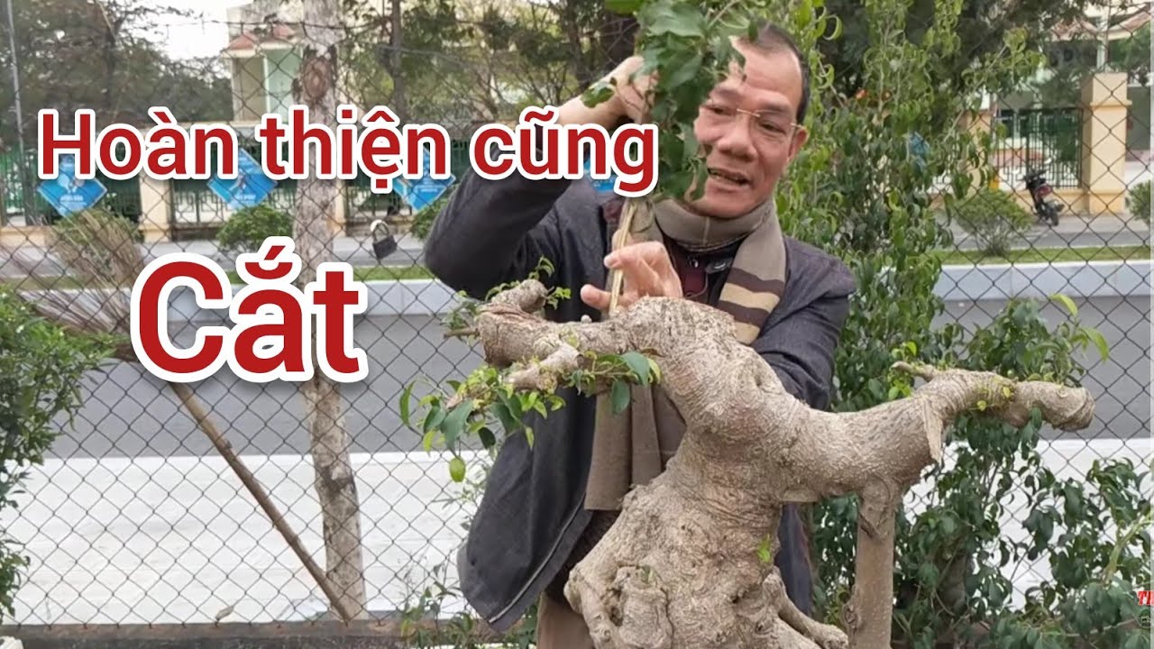 SỐT CÂY CHI VÀI TRĂM TRIỆU MUA GIỜ CẮT NGỌN HẠ BỆ chia sẻ những tác phẩm đẹp của anh thành vàng