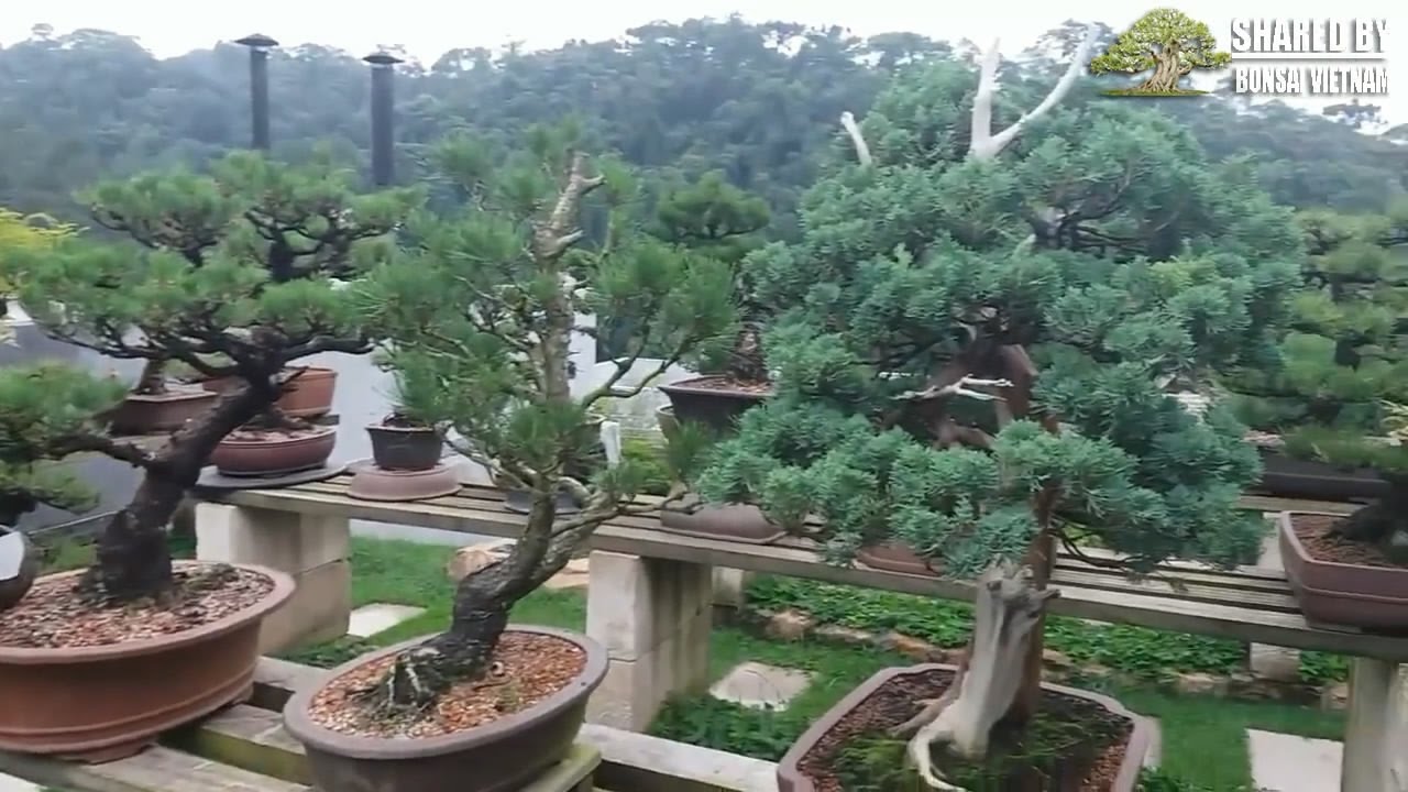 Shimpaku Juniper Bonsai garden | Vườn Bonsai Thông Đen đẳng cấp