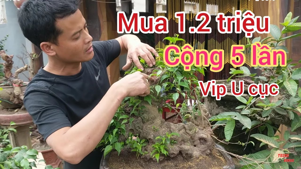 TẬN MẮT TRỨNG KIẾN CÂY SANH MINI 1,2 TRIỆU U CỤC TẠI NHÀ HÀNG GỎI NHỆCH NGA SƠN