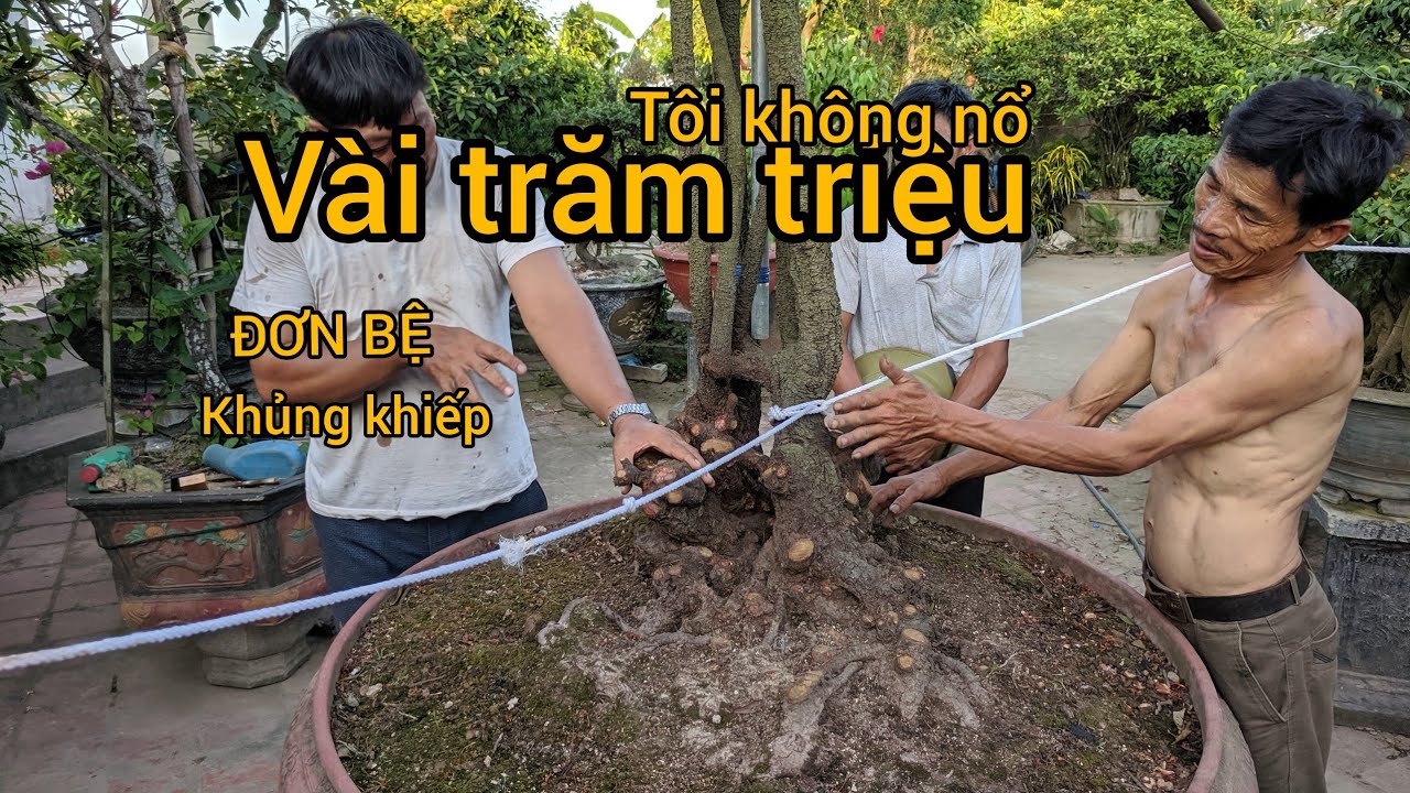 THÁNH NỔ cầm sổ đỏ mua cụ MẪU ĐƠN CÓ QUẢ BỆ BÃI TO NHẤT KHU VỰC VỚI GIÁ VÀI TRĂM TRIỆU