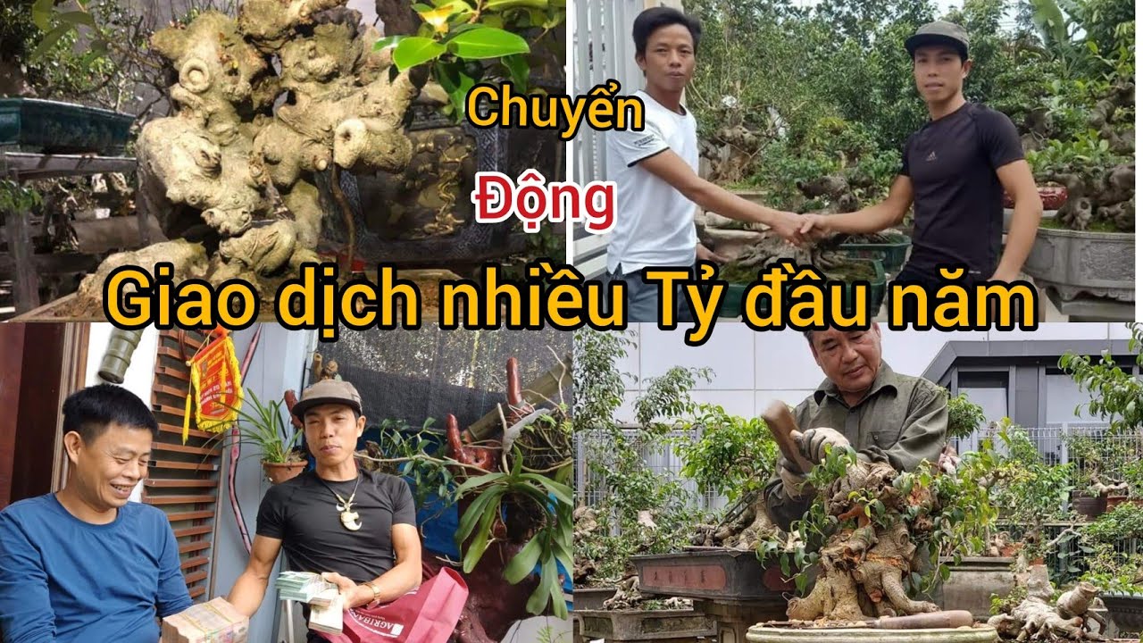 TIN HÓT NHẤT TRONG THÁNG VỀ CÂY CẢNH GIAO DỊCH NHIỀU TỶ ĐỒNG TRONG VÒNG 2 THÁNH ĐẦU NĂM