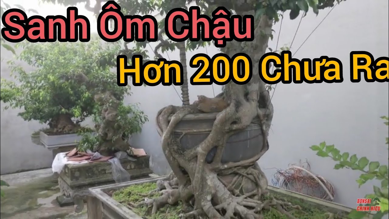 TP Sanh Ôm Chậu 300 triệu, trả hơn 200 nhưng chưa bán.