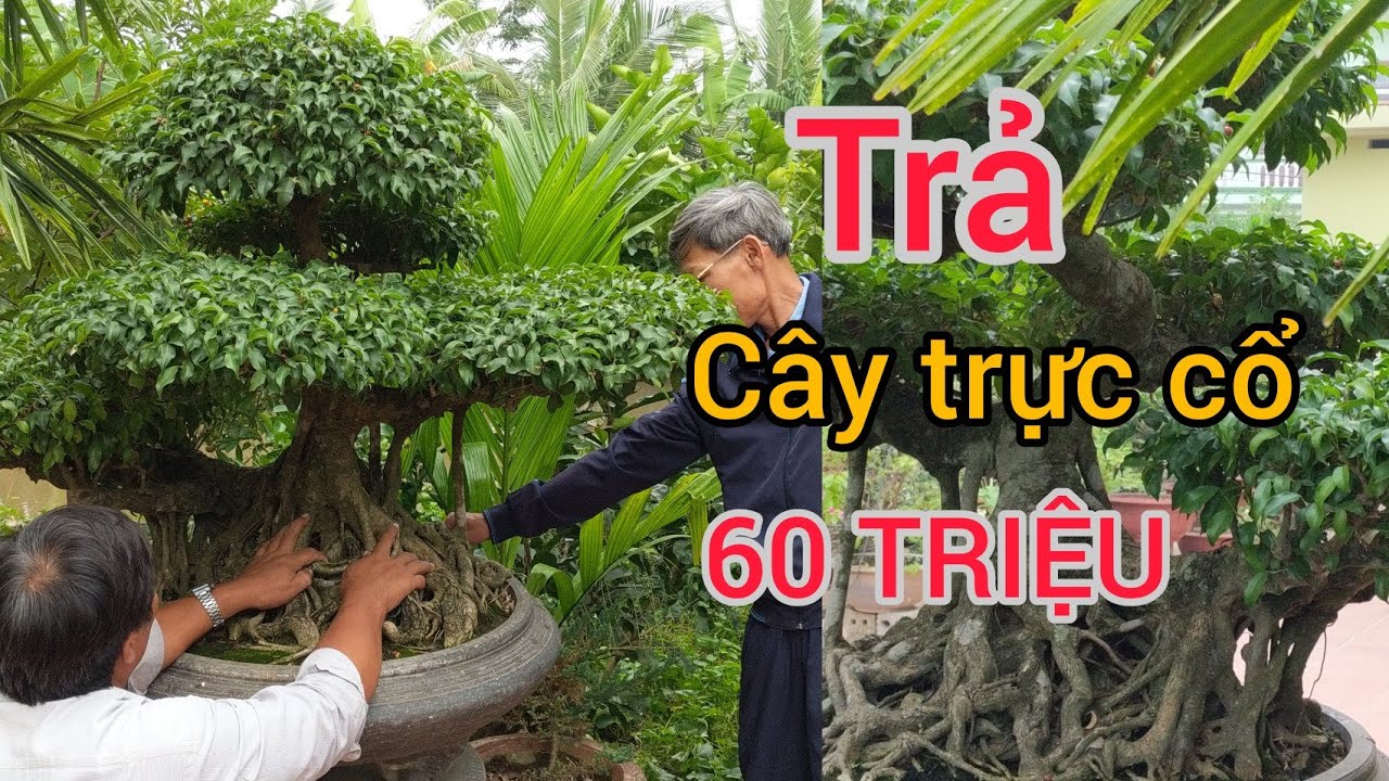 TRẢ 60 TRIỆU CÂY TRỰC CỔ CÒN SÓT LẠI CHỦ VƯỜN NÓI TIỀN TRĂM MỚI CHO RA ANH EM THAM KHẢO NHÉ