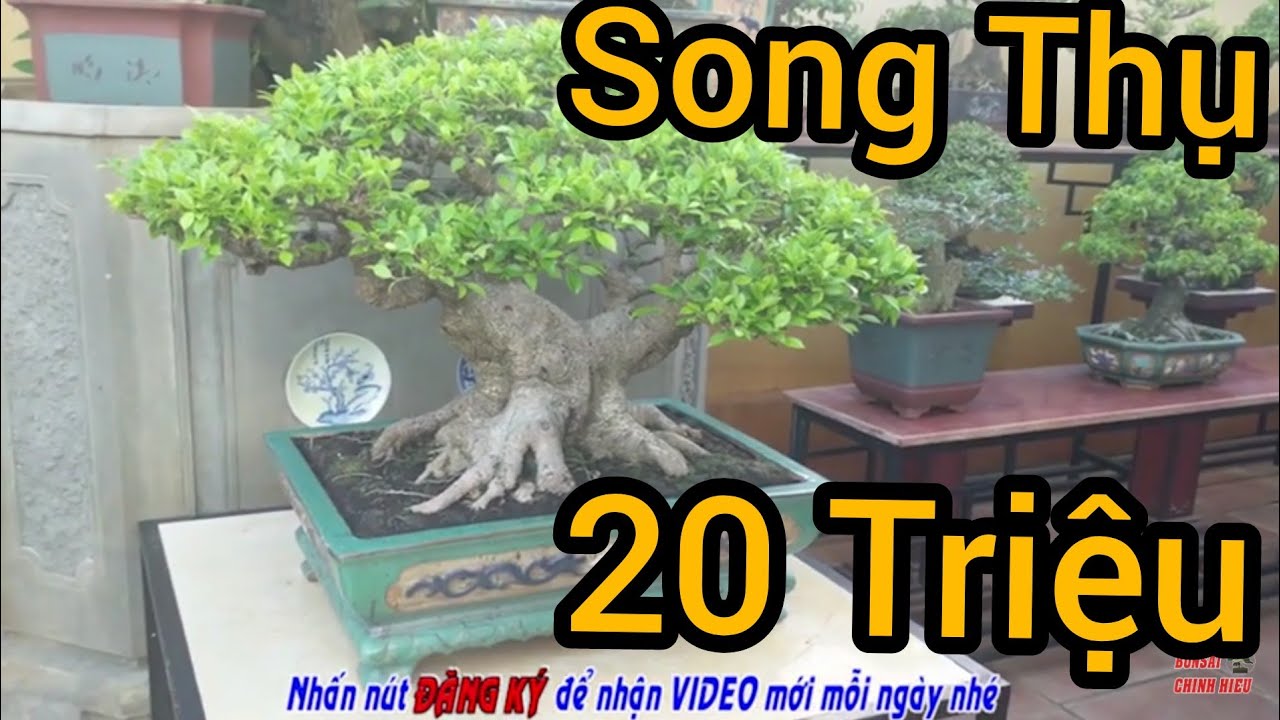 Tác Phẩm Sanh Song Thụ chủ nhân báo giá 20 triệu và đã thay chậu mới.