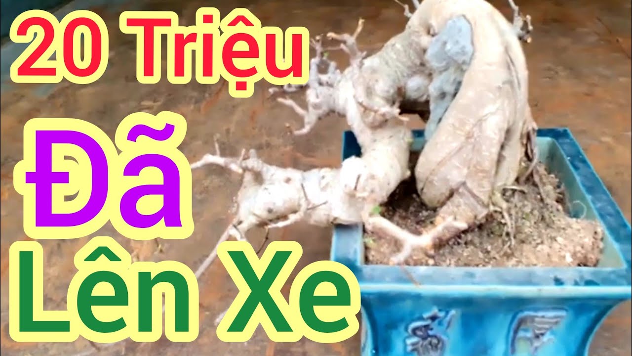 Tác phẩm Sy nhỏ xíu nhưng chủ nhân báo giá hơn 40 triệu nhà anh Cường Trọc Ninh Bình.