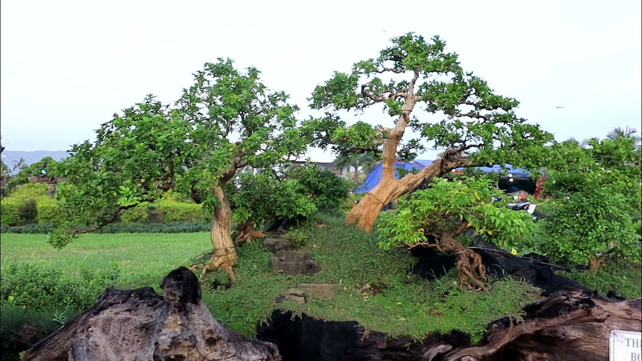 Tác phẩm bonsai tại triển lãm sinh vật cảnh Quy Nhơn 2019