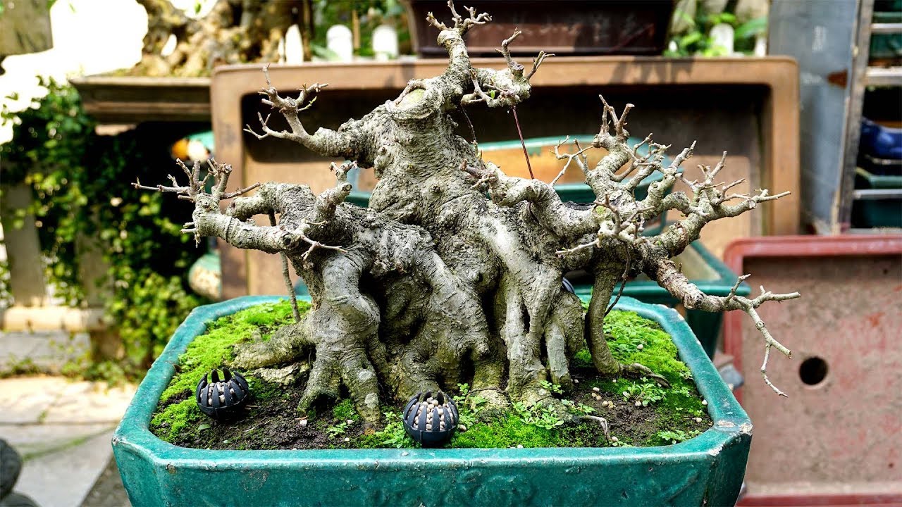 Thăm một sân cây Bonsai đẳng cấp của anh Dũng Ecopark (0932298288)