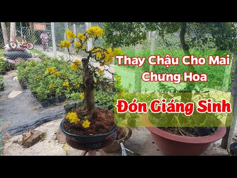 Thay Chậu Cho Mai Chưng Bông - Mai Nở Mùa Giáng Sinh 🥰🥰🥰 - 07/12/2020