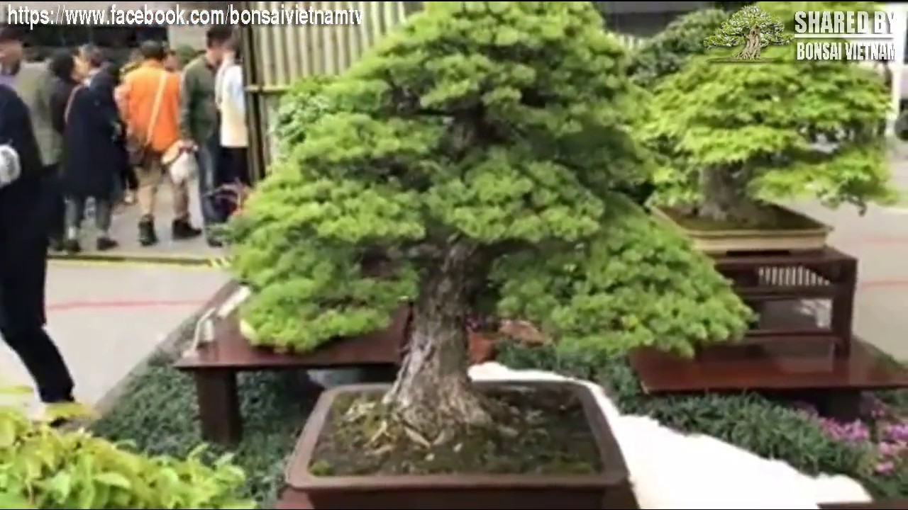 The 8th World Bonsai Convention | Triển Lãm Bonsai Thế Giới, phần 5