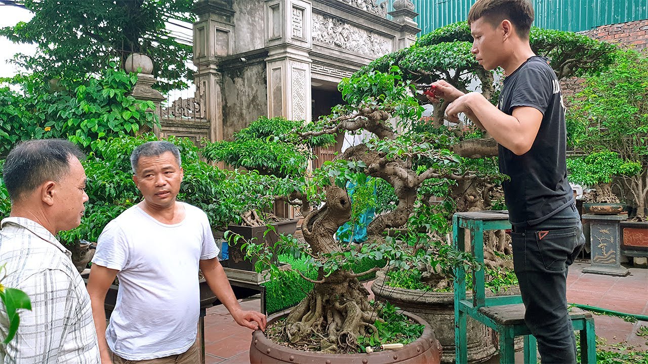 Thế Anh vo bông, cô bóng cây Sanh cổ cho Thực lão đại