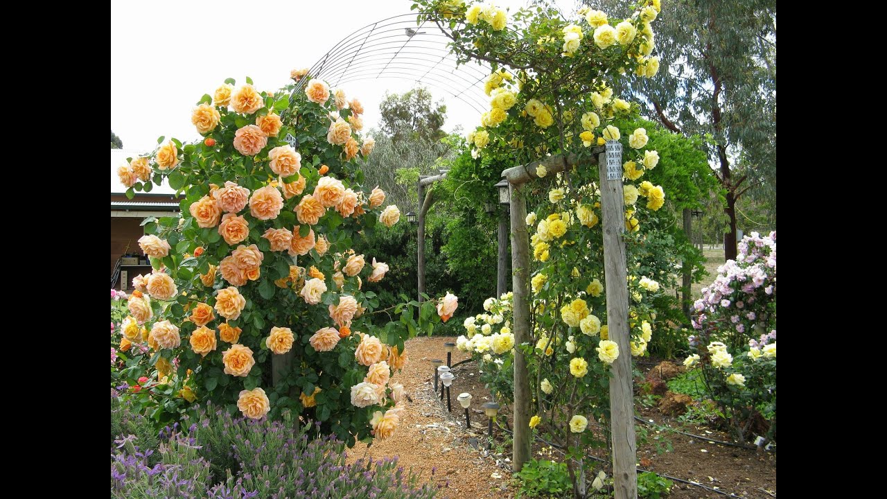 Thiết kế sân vườn, hàng rào bằng hoa hồng leo (Best Climbing Roses, Landscaping with Climbing Roses)