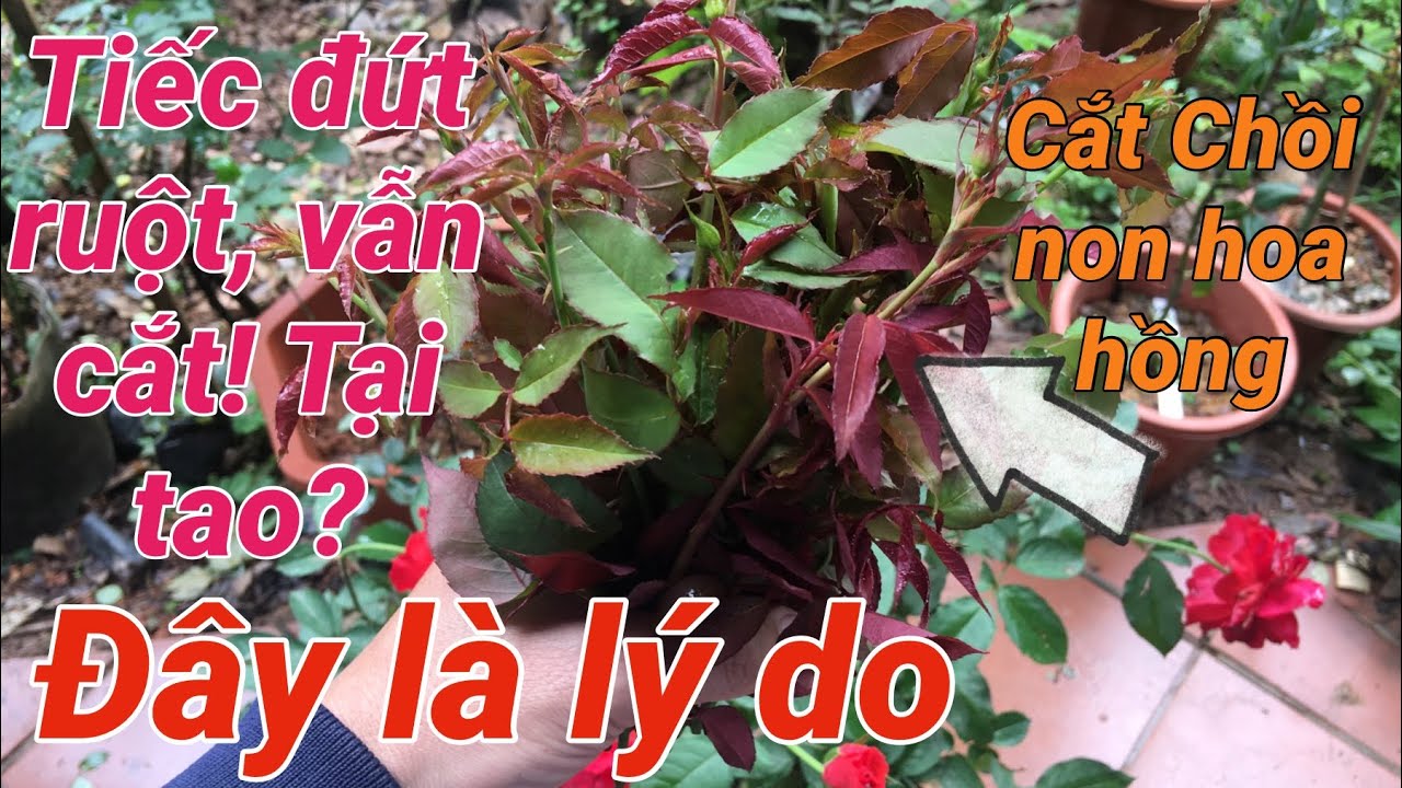 Tiếc đứt ruột vẫn cắt chồi hoa hồng, câu trả lời có trong video | S Garden