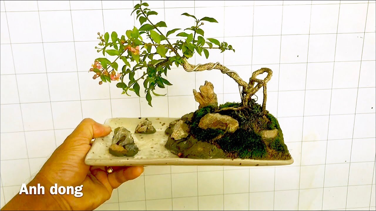 Tiểu cảnh bonsai mini