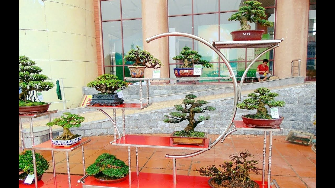 Toàn cảnh các tác phẩm Bonsai ở Triển Lãm Sông Cầu, Bắc Ninh