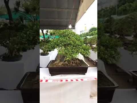 Toàn cảnh triển lãm Bonsai ở Long An