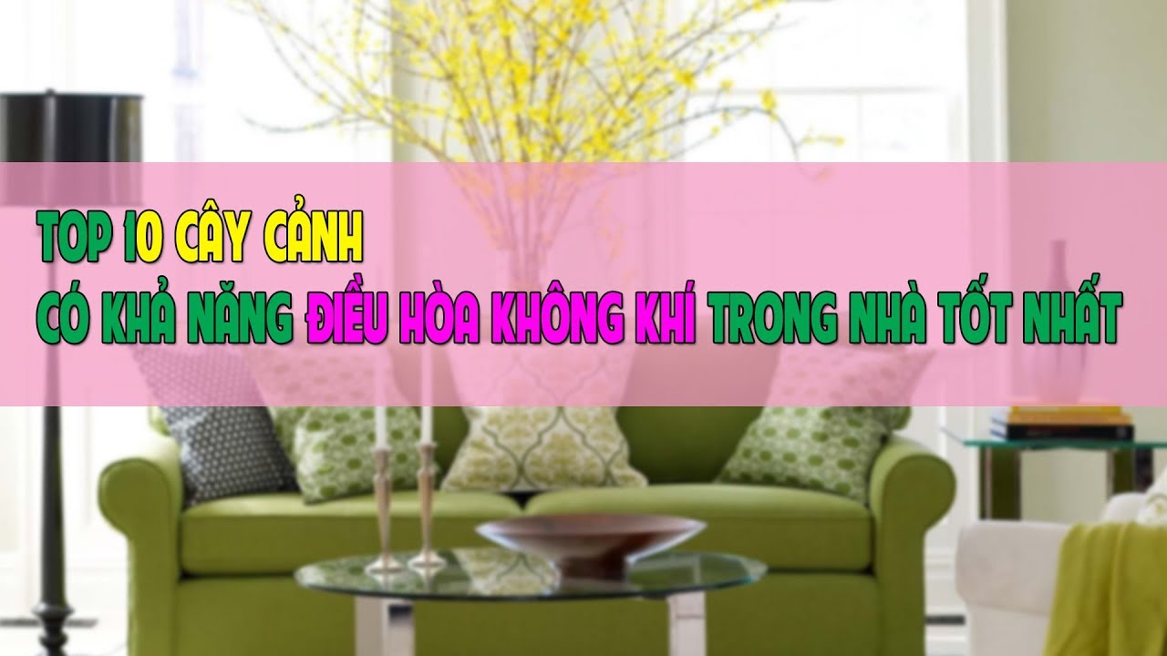 Top 10 cây cảnh có khả năng điều hòa không khí trong nhà tốt nhất