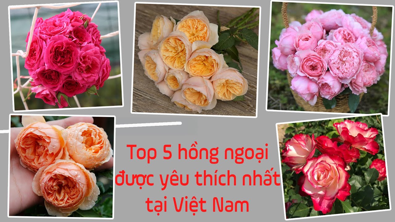 Top 5 giống hồng ngoại được yêu thích nhất tại Việt Nam