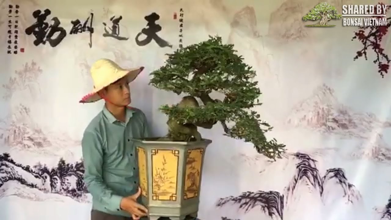 Top Bonsai Việt chia sẻ tháng 8 | Phần 1