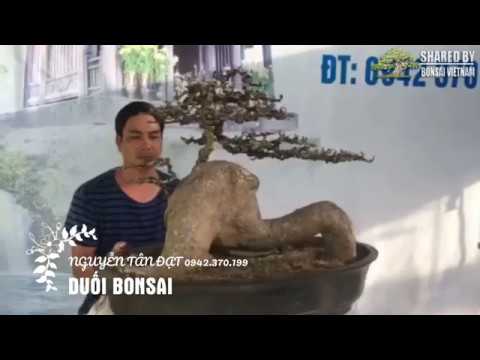 Top Bonsai chia sẻ tháng 7 - 2018 || Phần 2