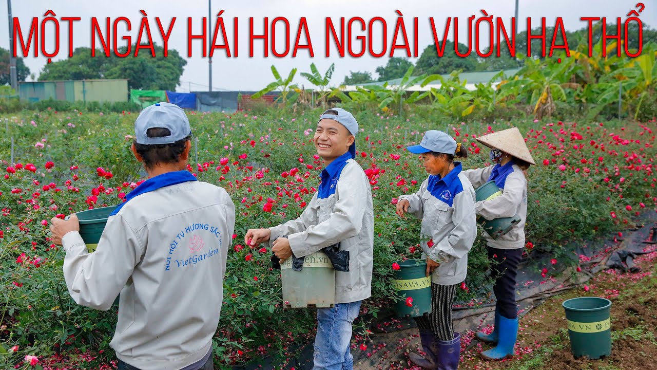 Trải nghiệm hái hoa hồng sạch tại vườn hồng Vietgarden