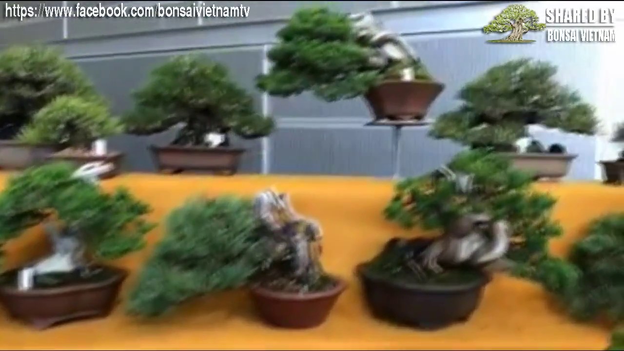 Triển Lãm Bonsai Thế Giới lần thứ 8-2017 | Khu trưng bày Bonsai mini