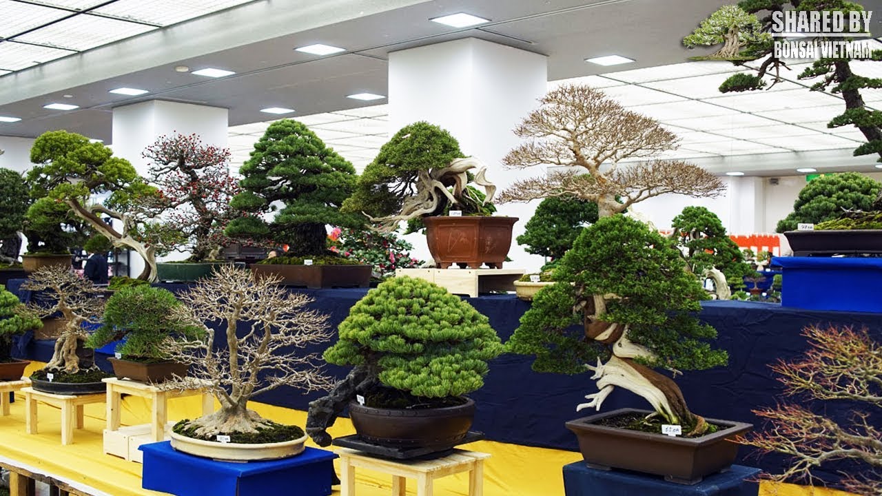 Triển lãm Bonsai Taikan-ten lần thứ 39 của các nghệ nhân Nhật Bản