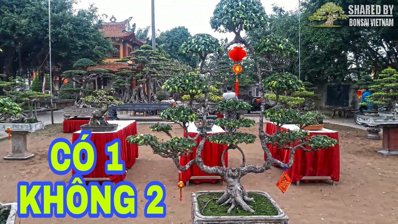 Triển lãm Cây Cảnh ở Chợ Viềng Nam Trực, Nam Định 2018