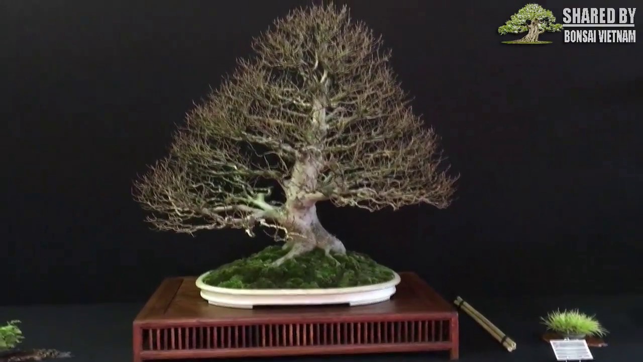 Triển lãm cây cảnh Bonsai thế giới 2017 | Phần 4