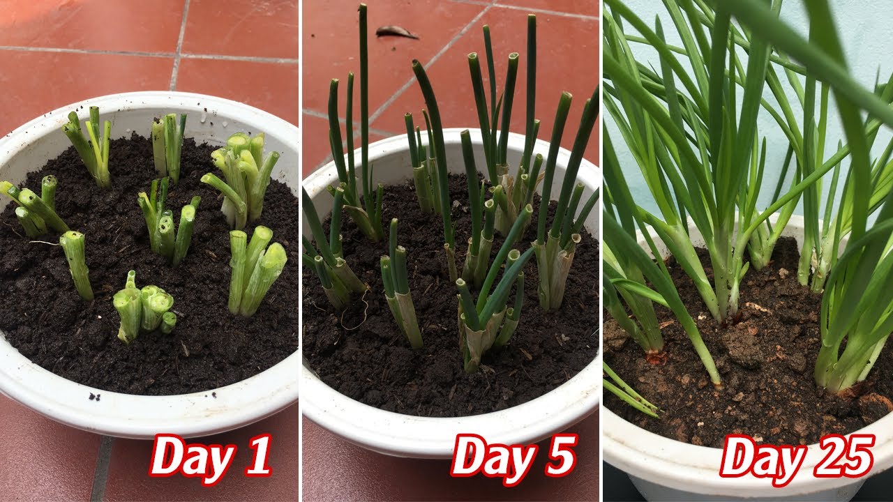 Trồng hành lá từ gốc đơn giản thu hoạch sau 18 ngày - Plant green onions