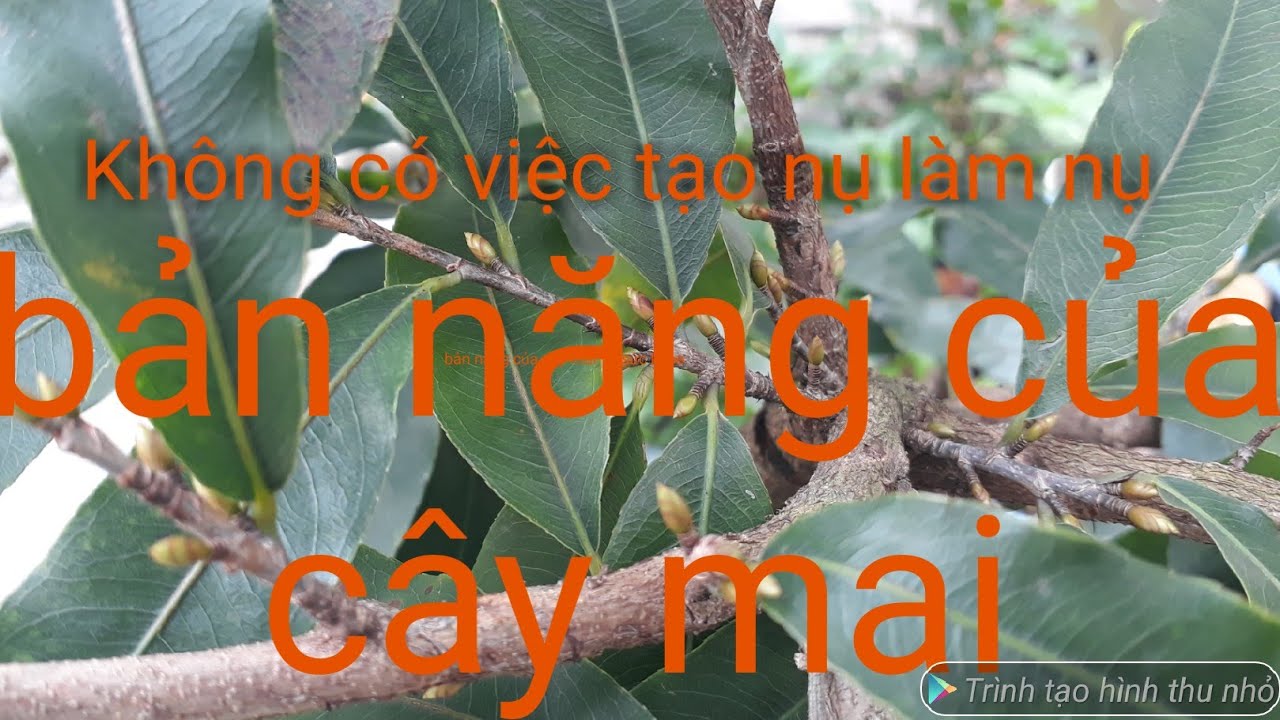 Trồng mai vàng hoàn toàn tự nhiên không có làm nụ cũng không vô cơ hay phân hóa học