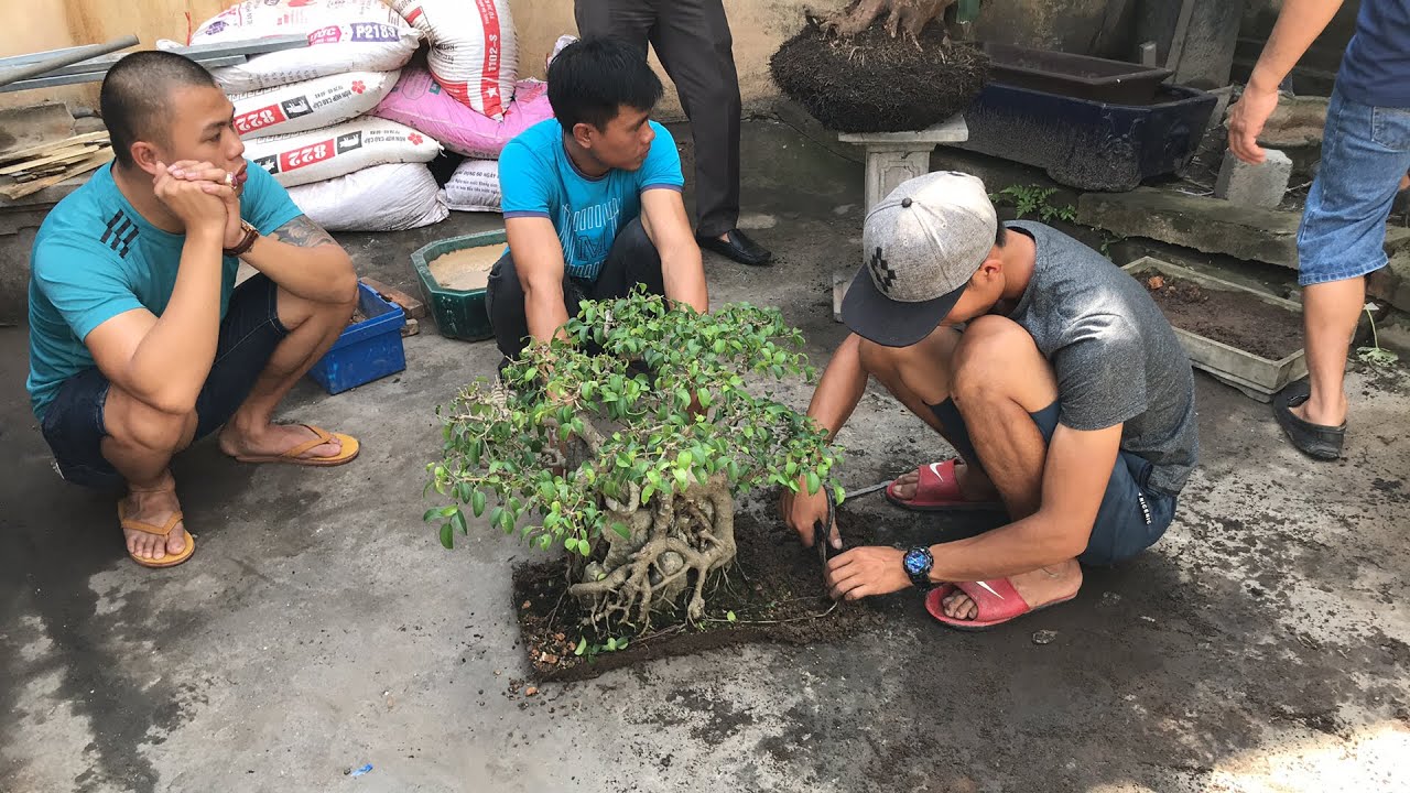 Tùng La Hán lên chậu mới