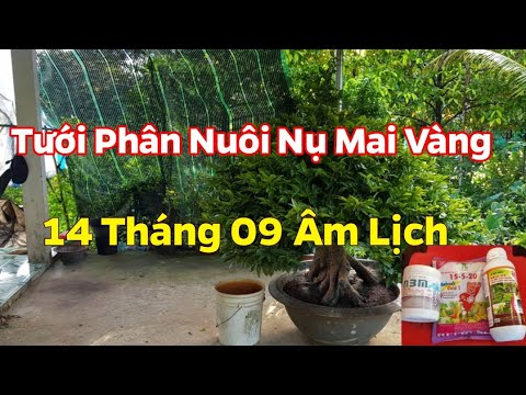 Tưới Phân Dưỡng Nụ - Nuôi Nụ Cho Mai Vàng - Giữa Tháng 09 Âm Lịch