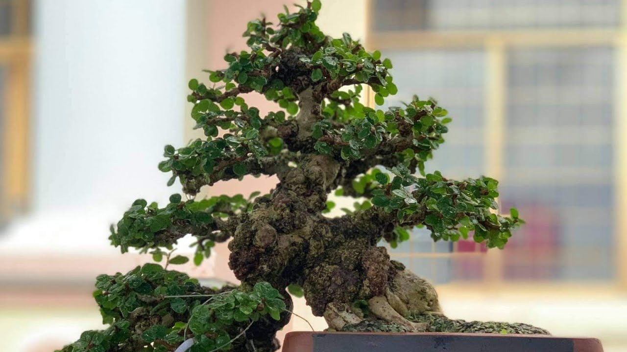 VÀI TÁC PHẨM SAM TRÁI TẠI HỘI THI BONSAI CHÍ THẠNH - TUY AN - PHÚ YÊN 2020