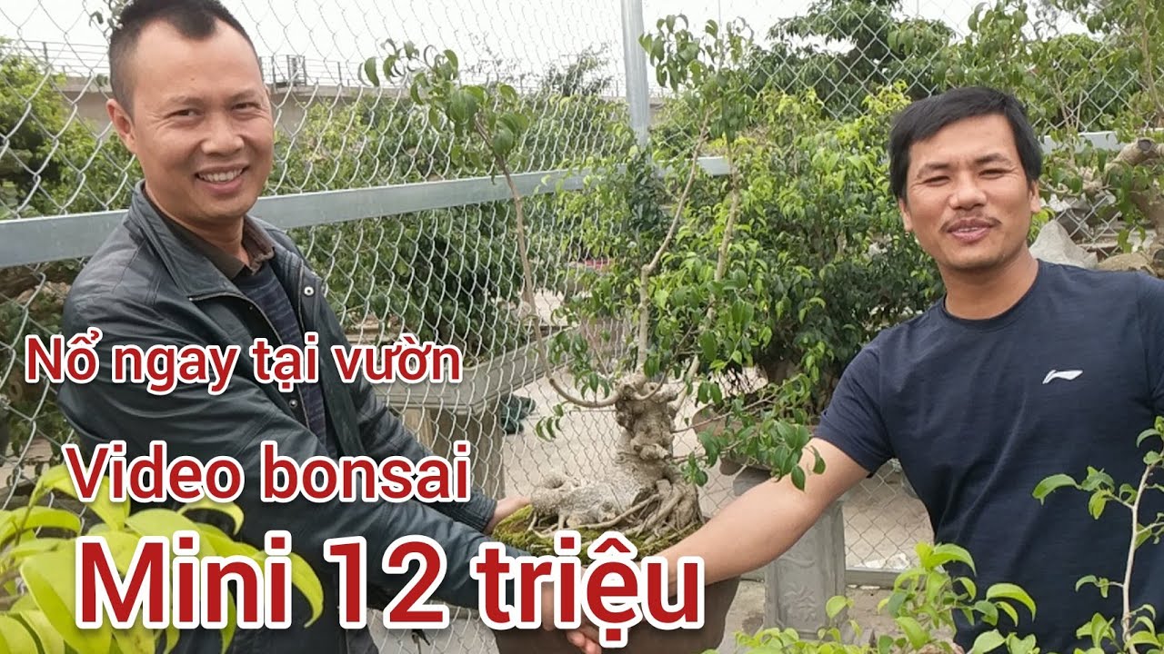 VỪA VÀO VƯỜN ĐÃ GIAO DỊCH MỘT EM MINI 12 TRIỆU LẤY MAY ĐẦU XUÂN VIDEO BONSAI RẤT NHIỀU HÀNG ĐẸP